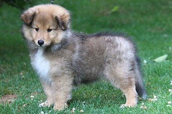 Amaretto vom Affinger Bach, 8 Wochen alt 