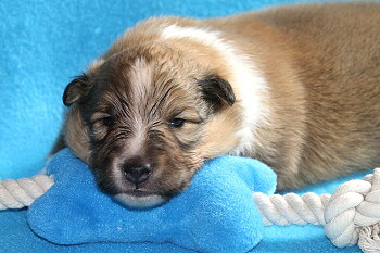 Aperol vom Affinger Bach, 2 Wochen alt 