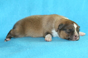 Aperol vom Affinger Bach, 4 Tage alt 