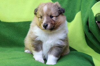 Aperol vom Affinger Bach, 4 Wochen alt 