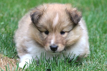 Aperol vom Affinger Bach, 5 Wochen alt 