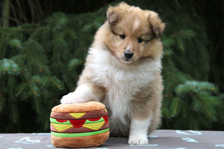 Aperol vom Affinger Bach, 6 Wochen alt 