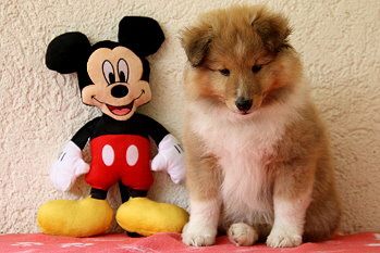 Aperol vom Affinger Bach, 7 Wochen alt 