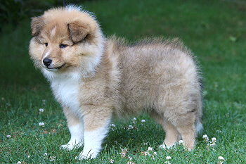 Aperol vom Affinger Bach, 8 Wochen alt 