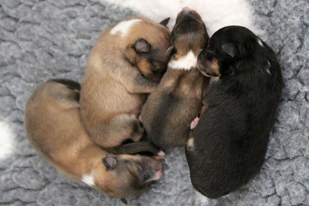 B3-Wurf vom Affinger Bach, 3 Tage alt