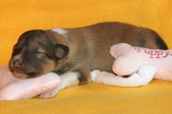 Bellarose vom Affinger Bach, 1 Woche alt 