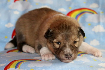 Bellarose vom Affinger Bach, 2 Wochen alt