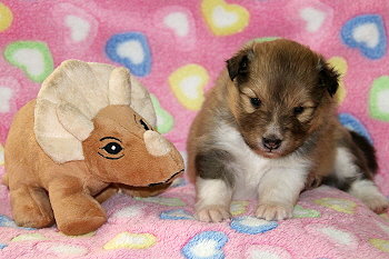 Bellarose vom Affinger Bach, 3 Wochen alt 