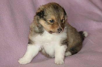 Bellarose vom Affinger Bach, 4 Wochen alt