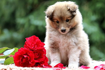 Bellarose vom Affinger Bach, 6 Wochen alt