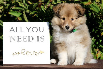 Bellarose vom Affinger Bach, 7 Wochen alt 