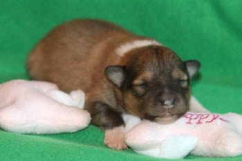 Babalou vom Affinger Bach, 1 Woche alt 