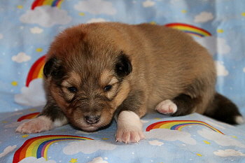 Babalou vom Affinger Bach, 2 Wochen alt 