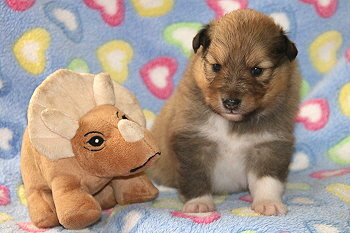 Babalou vom Affinger Bach, 3 Wochen alt 