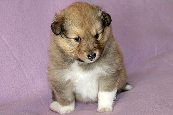 Babalou vom Affinger Bach, 4 Wochen alt 