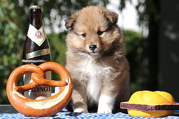 Babalou vom Affinger Bach, 5 Wochen alt 