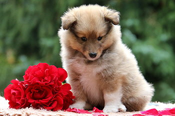 Babalou vom Affinger Bach, 6 Wochen alt 