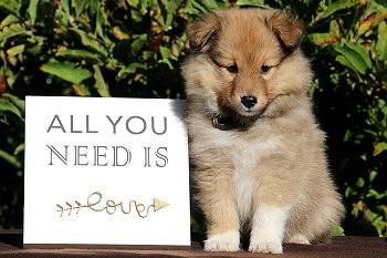 Babalou vom Affinger Bach, 7 Wochen alt 