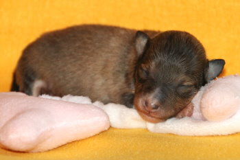 Bambi vom Affinger Bach, 1 Woche alt 