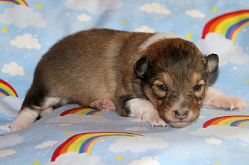 Bambi vom Affinger Bach, 2 Wochen alt 