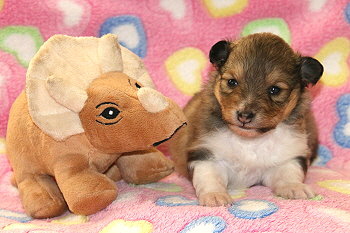 Bambi vom Affinger Bach, 3 Wochen alt 