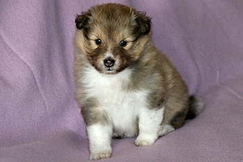 Bambi vom Affinger Bach, 4 Wochen alt 