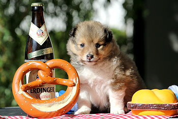 Bellarose vom Affinger Bach, 5 Wochen alt 