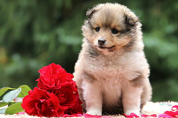 Bambi vom Affinger Bach, 6 Wochen alt 