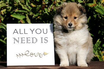 Bambi vom Affinger Bach, 7 Wochen alt 