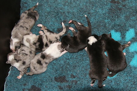 C3-Wurf vom Affinger Bach, 1 Tag alt