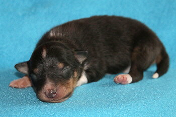 Carlos vom Affinger Bach, 1 Woche alt 