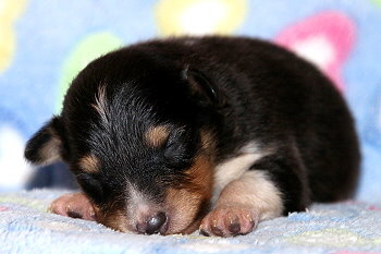 Carlos vom Affinger Bach, 2 Wochen alt 