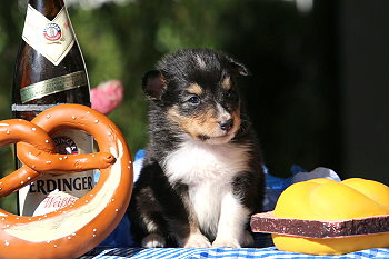 Carlos vom Affinger Bach, 4 Wochen alt 