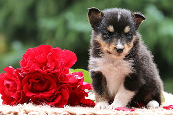 Carlos vom Affinger Bach, 5 Wochen alt 