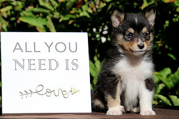 Carlos vom Affinger Bach, 6 Wochen alt 