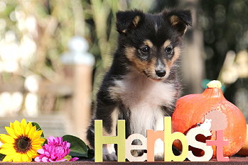 Carlos vom Affinger Bach, 8 Wochen alt 