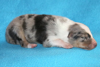 Caspian vom Affinger Bach, 1 Woche alt 