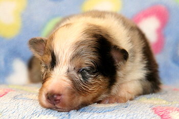 Caspian vom Affinger Bach, 2 Wochen alt 