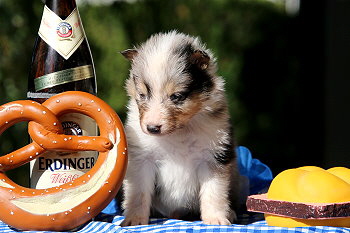 Caspian vom Affinger Bach, 4 Wochen alt 