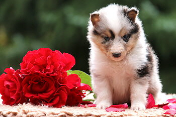 Caspian vom Affinger Bach, 5 Wochen alt 