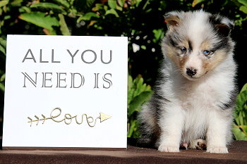 Caspian vom Affinger Bach, 6 Wochen alt 