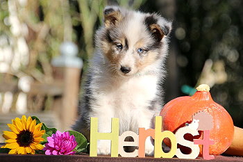 Caspian vom Affinger Bach, 8 Wochen alt 