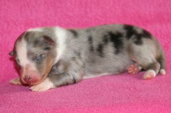 Capri vom Affinger Bach, 1 Woche alt 