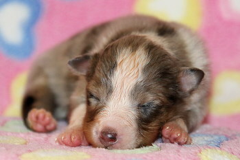 Capri vom Affinger Bach, 2 Wochen alt 