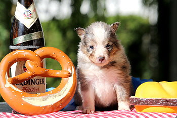 Capri vom Affinger Bach, 4 Wochen alt 