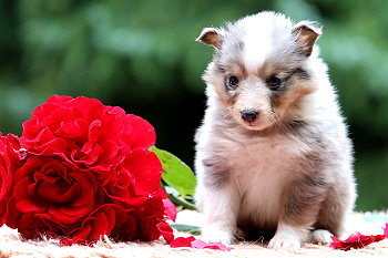 Capri vom Affinger Bach, 5 Wochen alt 