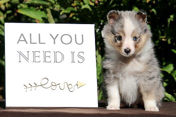 Capri vom Affinger Bach, 6 Wochen alt 