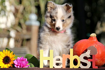 Capri vom Affinger Bach, 8 Wochen alt 