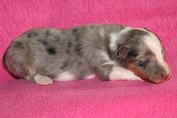 Caribic vom Affinger Bach, 1 Woche alt 