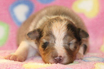 Caribic vom Affinger Bach, 2 Wochen alt